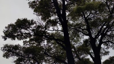 Nothofagus solandri, photographed by Svend Hansen