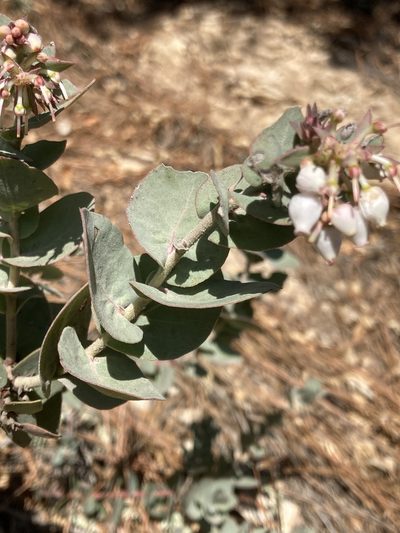 Arctostaphylos luciana, photographed by Adam J. Searcy
