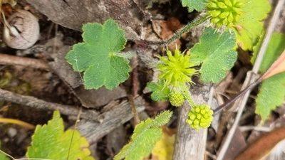 Hydrocotyle laxiflora, photographed by ianrainbow