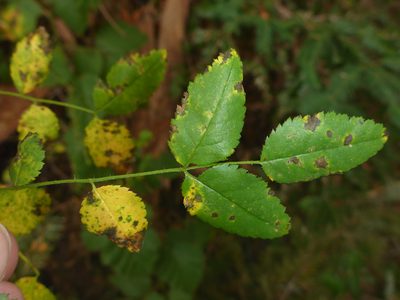 Rosa gymnocarpa, photographed by Cricket Raspet