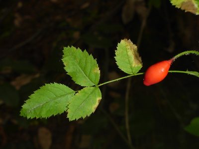 Rosa gymnocarpa, photographed by Cricket Raspet