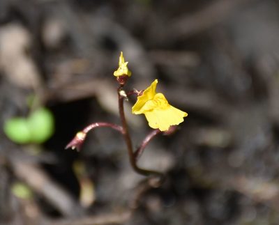 Utricularia vulgaris, photographed by Игорь Васильев