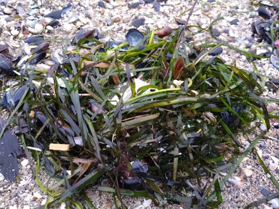 Zostera marina, photographed by Anna Petrosyan