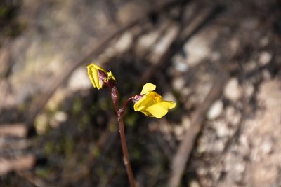 Utricularia vulgaris, photographed by Игорь Васильев