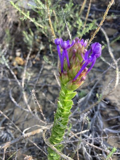 Rhigiophyllum squarrosum, photographed by jeanetteclarke