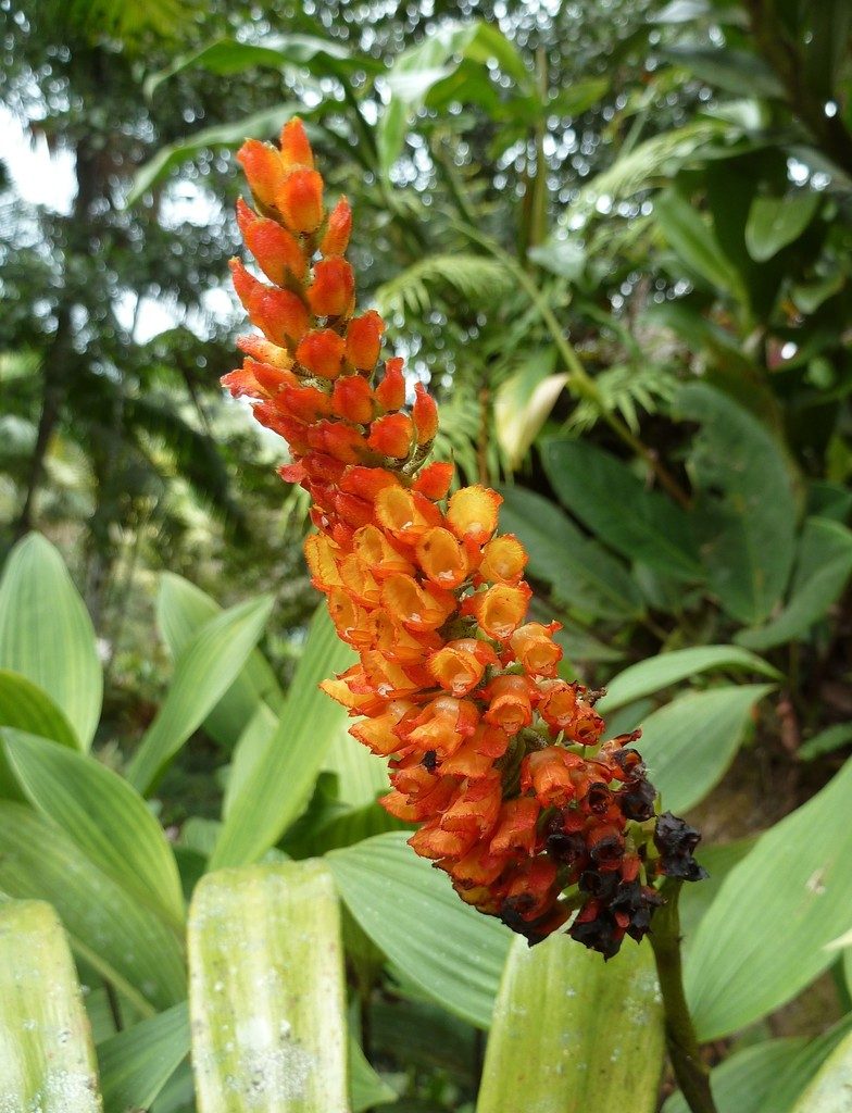 Elleanthus hymenophorus, photographed by Thibaud Aronson