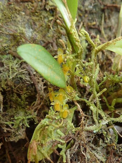 Platystele stenostachya, photographed by Thibaud Aronson