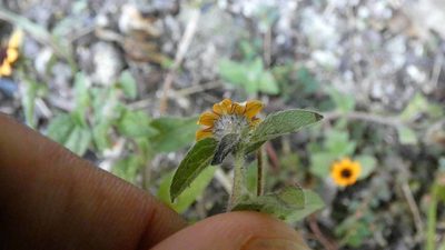 Sanvitalia procumbens, photographed by Ben Costamagna