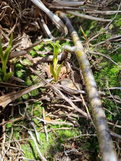 Pterostylis cernua, photographed by gnapp