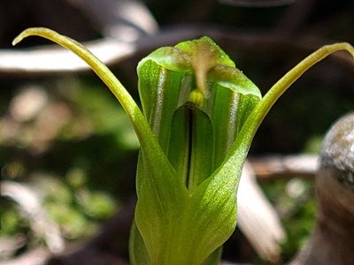 Pterostylis cernua, photographed by gnapp