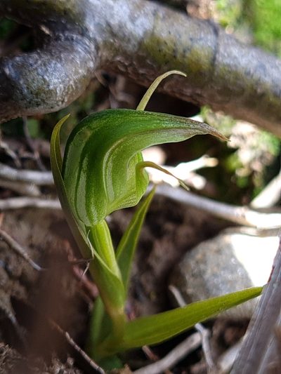 Pterostylis cernua, photographed by gnapp