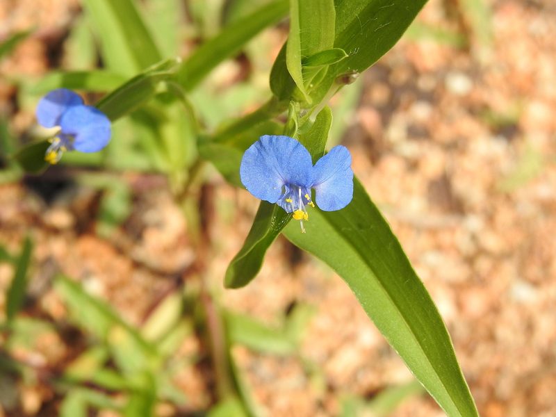 Commelina attenuata, photographed by Hopeland