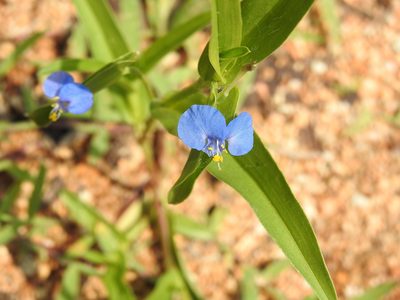 Commelina attenuata, photographed by Hopeland
