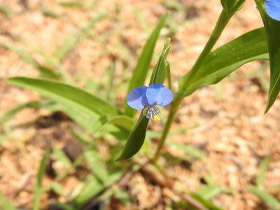 Commelina attenuata, photographed by Hopeland