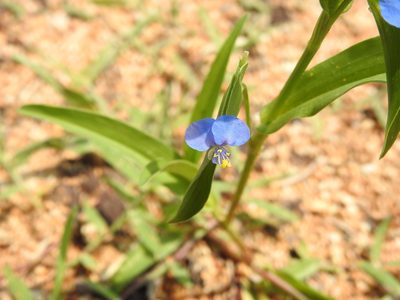 Commelina attenuata, photographed by Hopeland