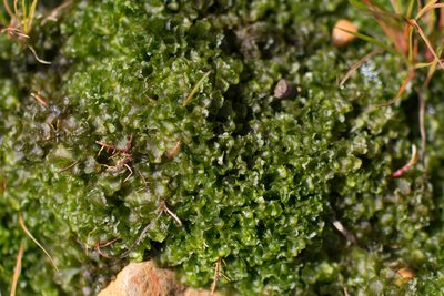 Blasia pusilla, photographed by Tim Johnson