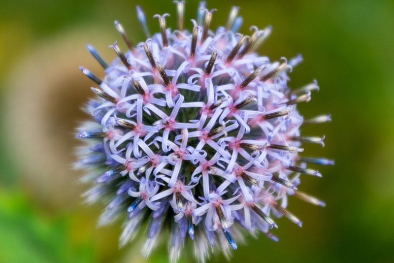 Echinops bannaticus, photographed by Neil Smith