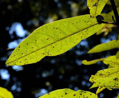 Aextoxicon punctatum, photographed by Nicolás Villaseca Merino