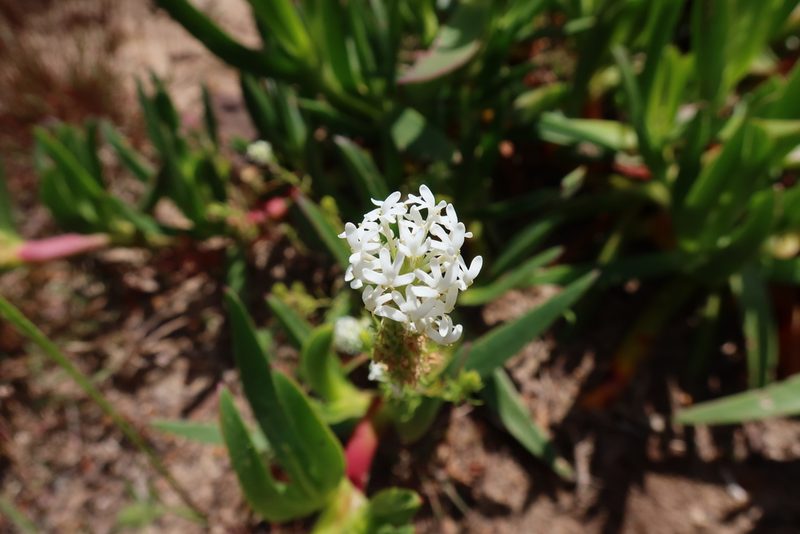 Dischisma ciliatum, photographed by Diana Studer