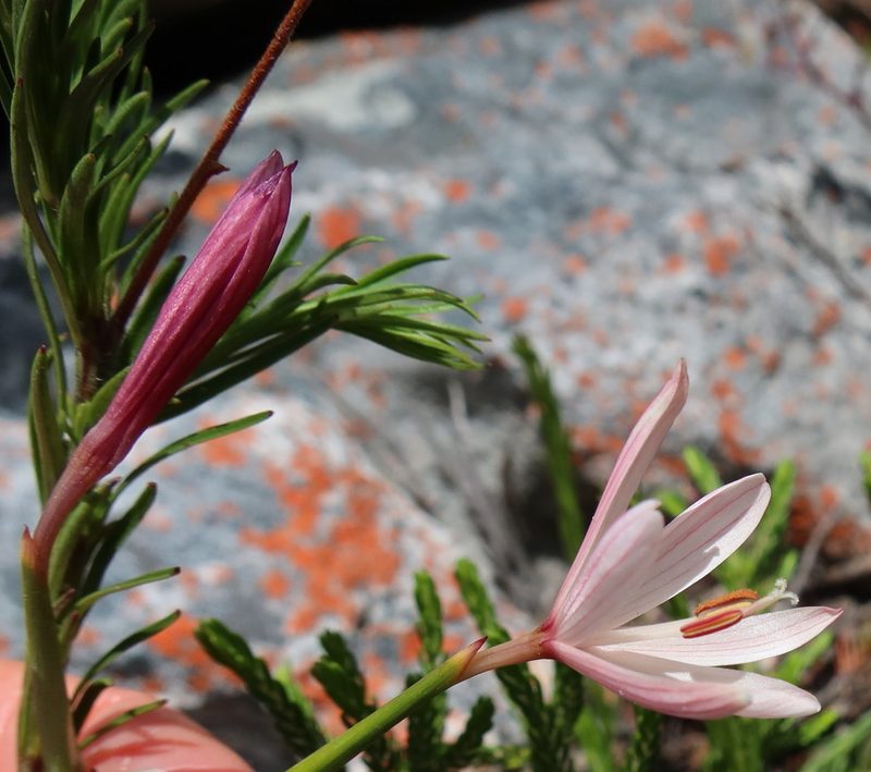 Geissorhiza bonae-spei, photographed by Diana Studer