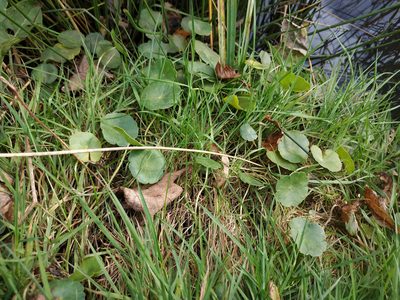 Hydrocotyle vulgaris, photographed by Tim Johnson