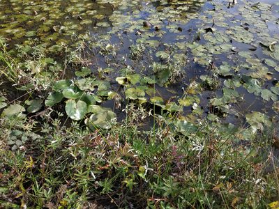Nymphaea alba, photographed by Tim Johnson