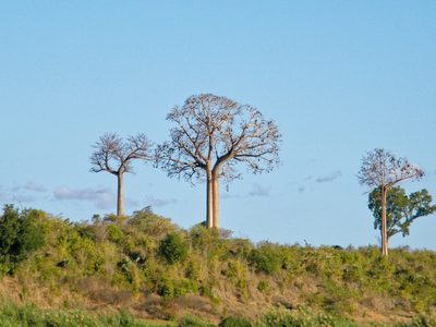 Adansonia za, photographed by Donald Davesne