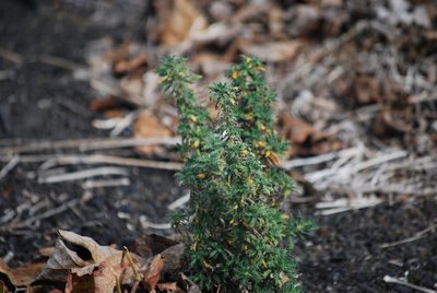 Forsskaolea angustifolia, photographed by Mirela