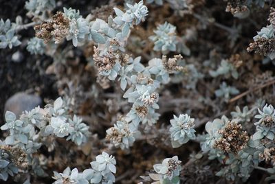 Polycarpaea nivea, photographed by Mirela