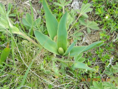 Bellevalia speciosa, photographed by Galyna Mykytynets