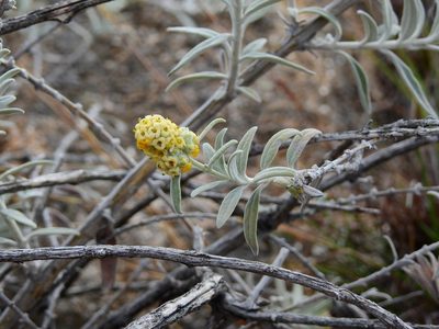 Buddleja cordobensis, photographed by Guillermo Debandi