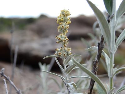 Buddleja cordobensis, photographed by Guillermo Debandi