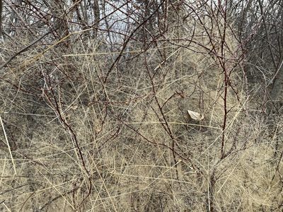 Panicum capillare, photographed by Matt Lavin