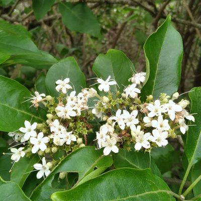 Volkameria glabra, photographed by Rosemary Harrison