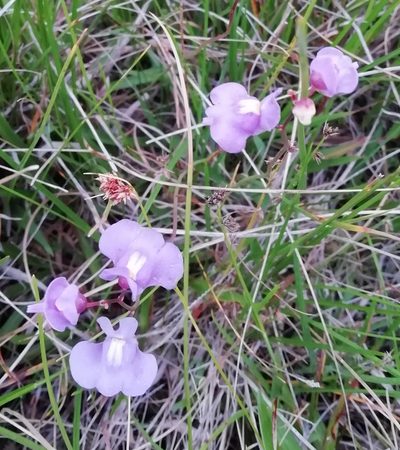 Utricularia tricolor, photographed by Agustina Medina