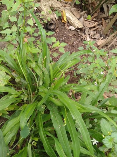 Chlorophytum modestum, photographed by Rosemary Harrison