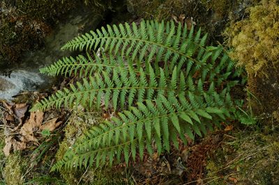Polystichum andersonii, photographed by Timothy McNitt