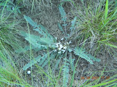 Astragalus dolichophyllus, photographed by Galyna Mykytynets