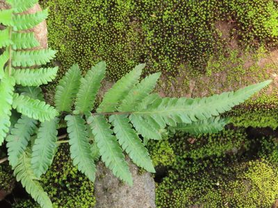 Christella acuminata, photographed by chiuluan