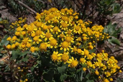 Senecio halimifolius, photographed by Diana Studer