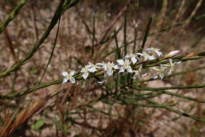 Struthiola dodecandra, photographed by Diana Studer