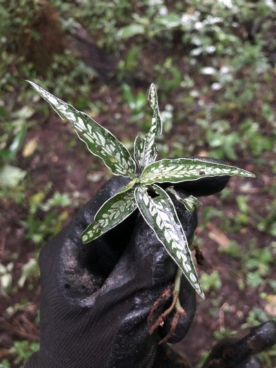 Microchilus querceticola, photographed by Skjold Søndergaard