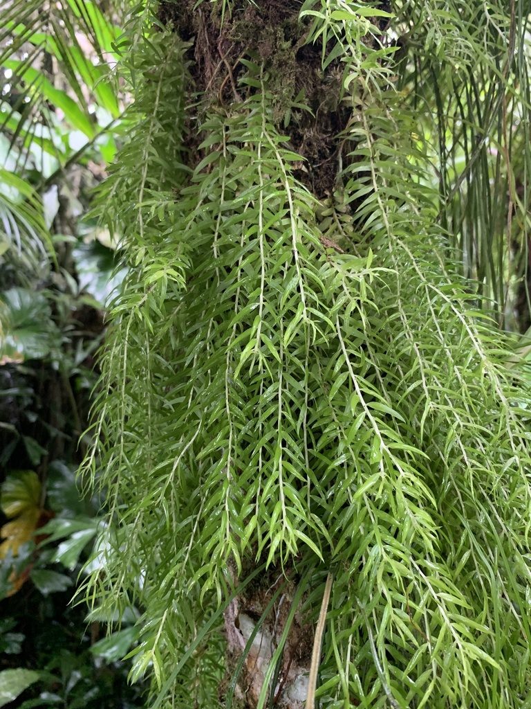 Phlegmariurus linifolius, photographed by Line Juul Nielsen