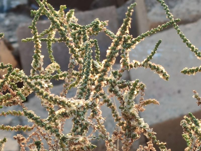 Salsola vermiculata, photographed by Santiago Martín-Bravo