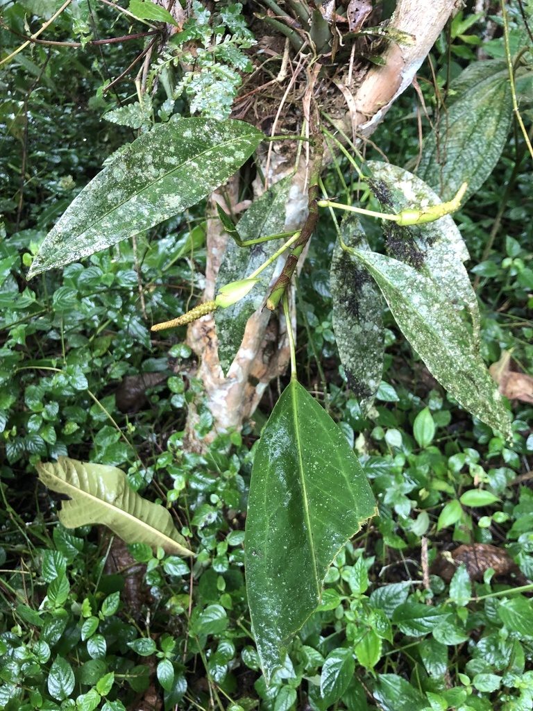Anthurium laciniosum, photographed by Skjold Søndergaard