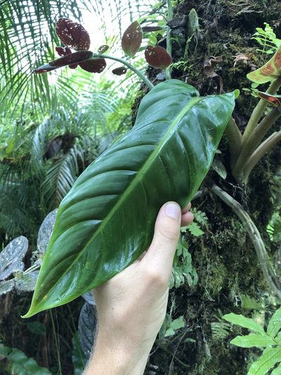 Philodendron subhastatum, photographed by Skjold Søndergaard