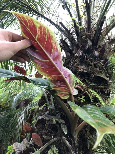 Philodendron subhastatum, photographed by Skjold Søndergaard