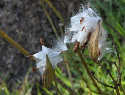 Asclepias fascicularis, photographed by Mary K. Hanson