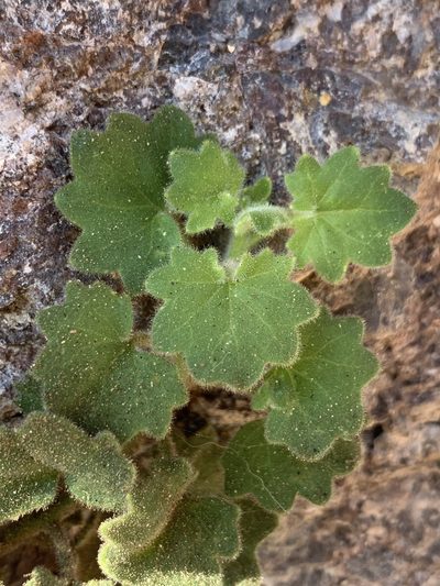 Mabrya acerifolia, photographed by Kenzie Anderson-Bell