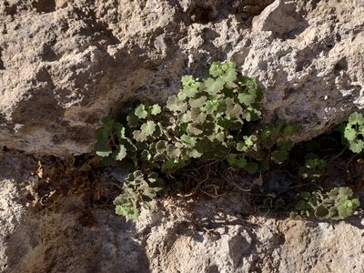 Mabrya acerifolia, photographed by Kenzie Anderson-Bell